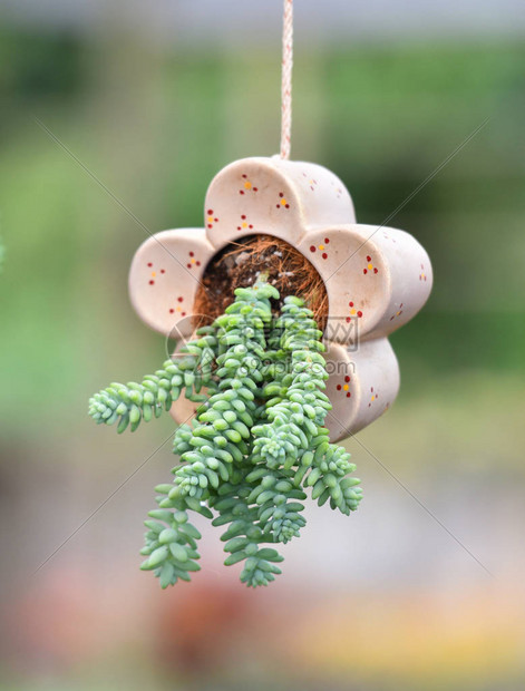 SedumSucculent植物自然吊植物在花园图片