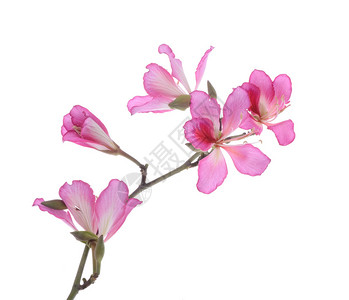 香港兰花紫荆枝漂亮高清图片