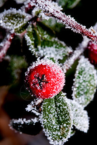 红冬青浆果上的白霜图片