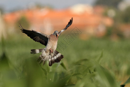 飞着美丽多彩的野生欧洲木鸽降落在图片