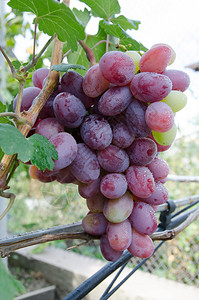 葡萄园秋季新鲜成熟的红葡萄图片