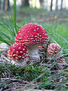 秋季蘑菇飞木耳蘑菇特写图片