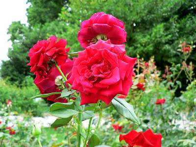 绿草背景上的玫瑰花丛图片
