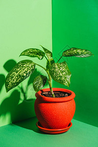 绿色红盆中的一株绿色室内植物图片