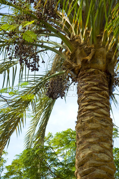 克朗枣椰树映衬着蓝天枣子埃及非洲图片