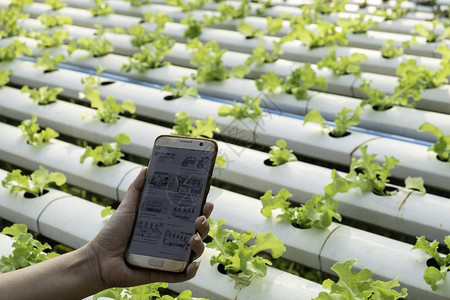 农民在手机中观察一些图表生长蔬菜图片