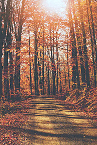秋天五颜六色的明亮树叶在秋季公园的一棵树上摇摆秋天五颜六色的背图片