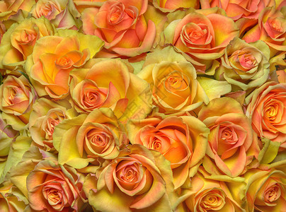 一大束鲜切美丽的黄色大玫瑰图片