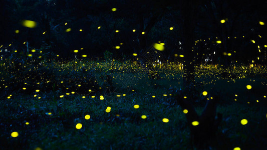 萤火虫在森林里飞舞泰国巴真武里夜间灌木丛中的萤火虫图片