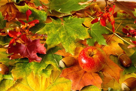 秋天的背景与五颜六色的树叶和苹果五颜六色的秋天图片