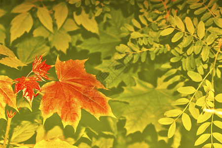 明亮多彩的树叶秋季抽象背景图片