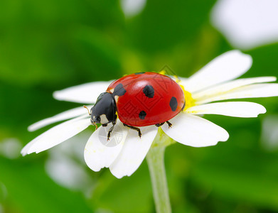 瓢虫坐在花上图片