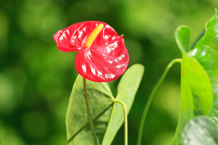 花园里的红掌花图片