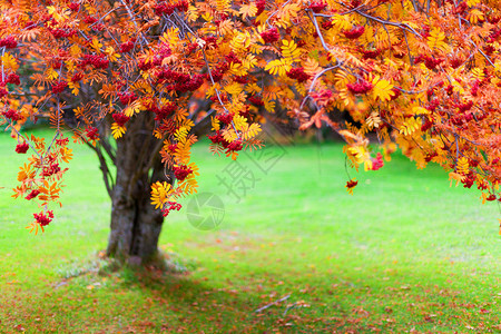 秋天花楸树和绿草图片