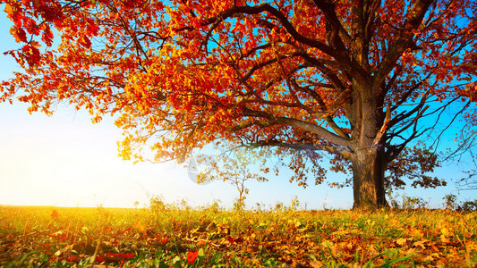 秋天大橡树蓝色天图片