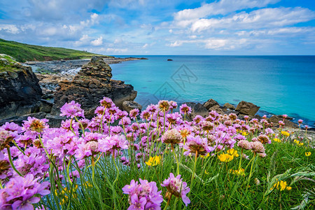 英国康沃尔圣艾夫斯美丽海岸上的粉红色海花图片