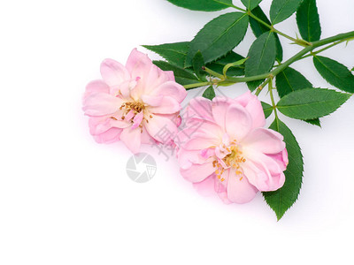 紧贴粉红色的达马斯克玫瑰花图片