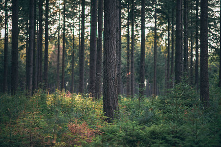 松树林中的树干图片