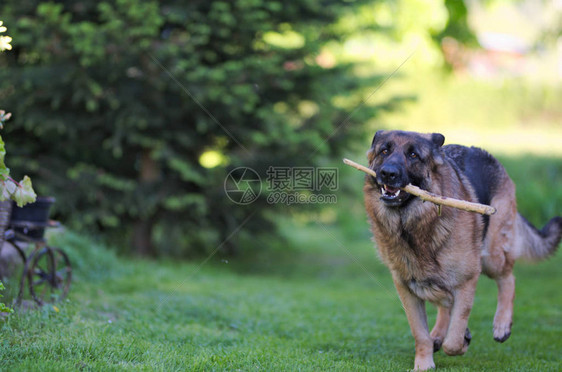 运行美丽的年轻棕色德国牧羊犬关闭绿草背景上的阿尔萨斯狼狗图片