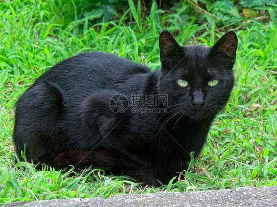 草丛中长着美丽眼睛的黑毛猫图片
