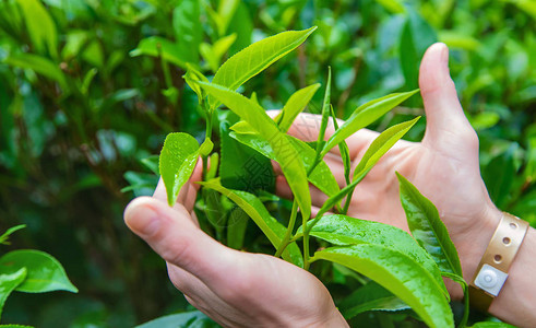 在斯里兰卡茶叶种植园种植茶叶有选择图片