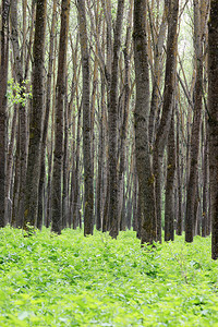 森林树木和树叶夏天图片