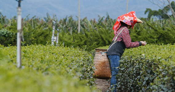 女人在茶园里采茶叶背景图片