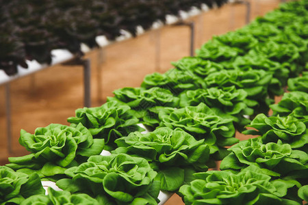 在温室栽培的一排新鲜的绿油菜图片