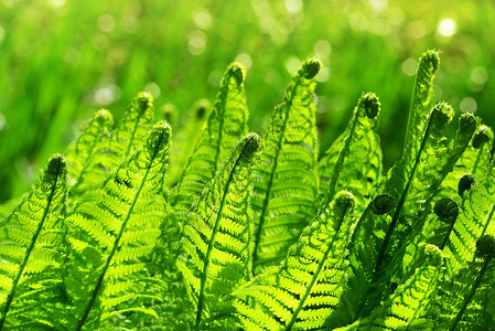 绿色自然背景上的蕨叶图片