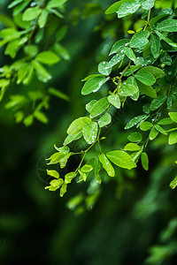 马尼拉罗望子在雨季离开图片