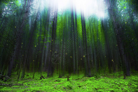 有光的神奇幻想森林童话图片