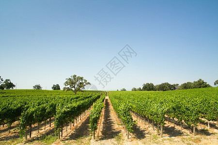 加利福尼亚州索诺马县美丽的葡萄图片