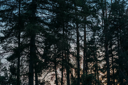 松树剪影与日落天空背景图片