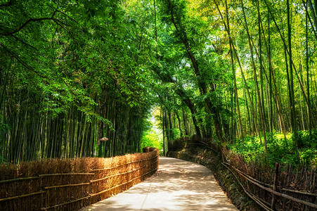 三潭穿过竹林的一条小路在南背景