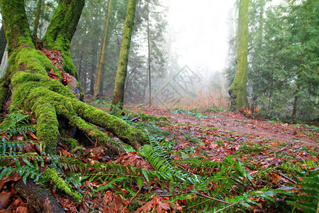 老生长森林温哥华加拿大图片