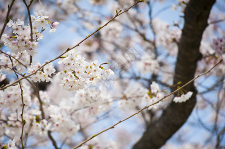 日本白花樱花图片