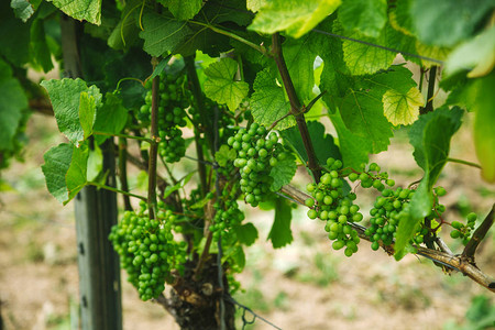 维尔茨堡德国沃茨堡葡萄园的绿色葡萄有选择地重背景