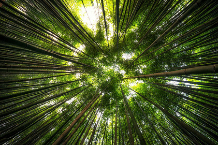 三潭夏季拍摄的韩国潭阳竹林背景