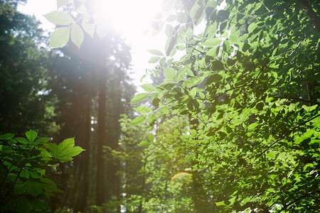德国汉堡阳光下的森林里有绿树背景图片