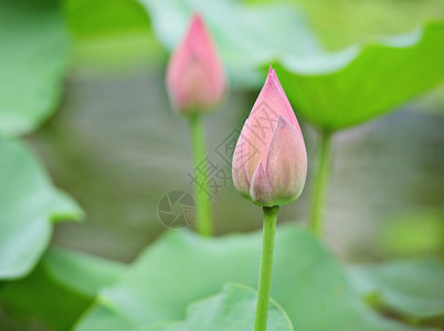 莲花芽图片