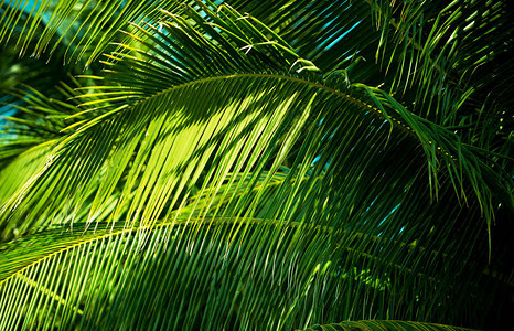 棕榈叶热带亚树林的绿色热背景图片