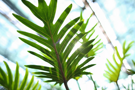 植物园中的热带植物特写图片