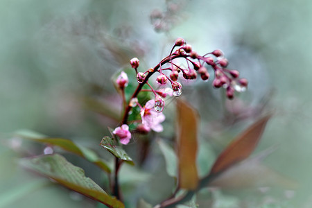 果树上的花蕾与水滴图片