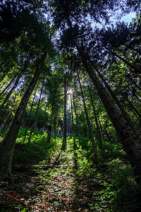 阳光穿过天然林中的树木图片