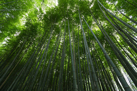 日本岚山区竹林图片