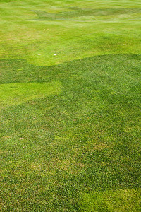 绿草场背景高尔夫球场图片