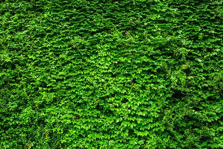 绿色常春藤墙背景图片