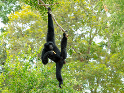 SiamangGibbon摇摆图片