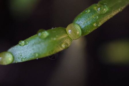 绿色植物上的小水滴极端接近黑图片