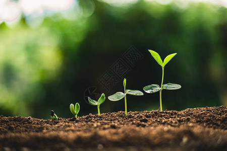 植物种子植树木生长种子在大自然的优图片